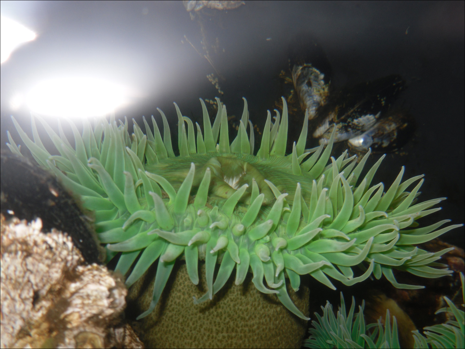 Newport, OR- Oregon Coast Aquarium-sea anemones